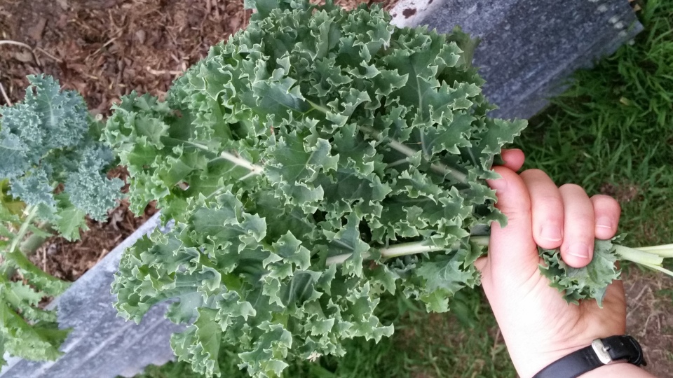 Kale Immune Boost Cedarvale Health and Lifestyle Retreat